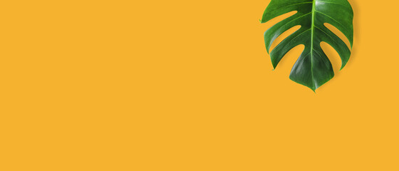 Creative layout Monstera tropical leaves on yellow background Minimal ideas with space layout