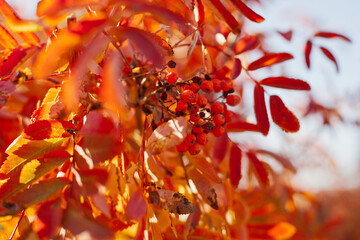 Red foliage of rowanberry tree in autumn park closeup