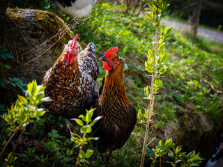 chicken