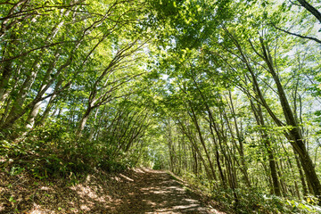 栗駒山世界谷地の木立に囲まれた緑の木漏れ日のトンネルの登山道