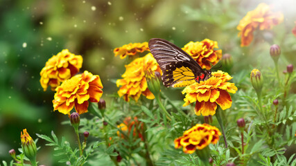 Orange marigold flowers with butterfly. Colorful autumn background. Tagetes