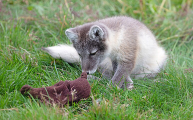 Very young polar fox