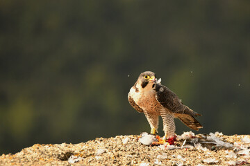 Halcon peregrino se alimenta de una presa