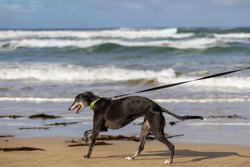 Older greyhound dog enjoying a walk on a beach in Australia