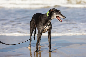 Fototapeta na wymiar Older greyhound dog enjoying a walk on a beach in Australia