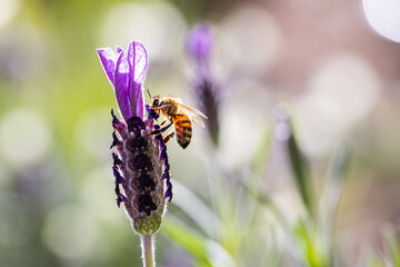 Close up shot of an European Honey Bee visiting an English Lavender plant on a sunny day