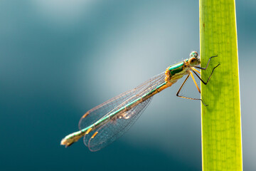 grüne libelle © hubert