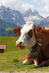 Kühe auf einer Almwiese, die Gipfel der Sextner Dolomiten im Hintergrund, Pustertal, Alpen,...
