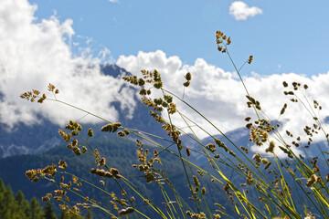 Blühendes Gras vor Gipfeln der Sextner Dolomiten, Pustertal, Alpen, Südtirol, Italien 