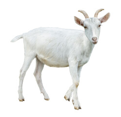 Naklejka na ściany i meble White little goat isolated. Goat on white background.