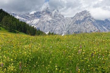 Blühende Bergwiesen vor den Gipfeln der Sextner Dolomiten, Pustertal, Alpen, Südtirol, Italien 