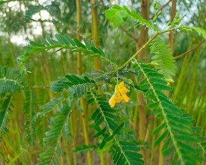 Green leaf and yellow flower