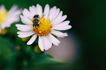 Obraz premium bee on daisy