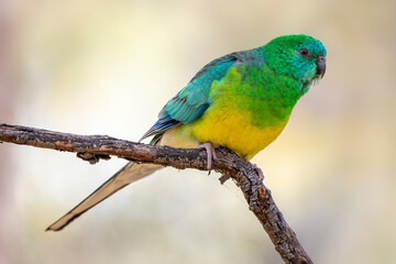 Male Red-rumped Parrot (Psephotus haematonotus)