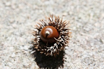 한국의열매도토리입니다