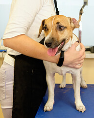 a female groomer holds a jack russell with her hand