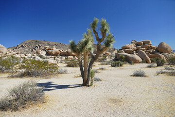 Single Joshua Tree in desert between rocks in Joshua Tree National Park, Mojave Desert, California, United States