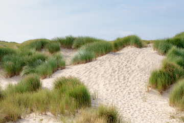 Les dunes ou la digue sur la côte hollandaise de la mer du Nord, Mise au point sélective de l& 39 herbe de marram européenne (herbe de plage) avec le ciel bleu comme arrière-plan, Arrière-plan de texture de motif de sable Nature, Hollande du Nord, Pays-Ba