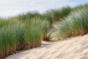Les dunes ou la digue sur la côte néerlandaise de la mer du Nord, Gros plan sur l& 39 herbe de marram européenne (herbe de plage) avec le ciel bleu comme arrière-plan, Arrière-plan de texture de motif de sable Nature, Hollande du Nord, Pays-Bas.