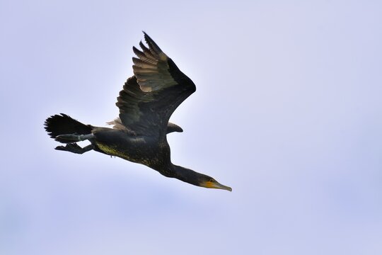 Cormorano in volo