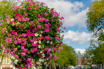 Amsterdam canal bridge decorated with a bush of Petunia flowers on the railing, Ornamental flowering plants with blurred the Waag (weigh house) on Nieuwmarkt square, It was originally a city gate wall