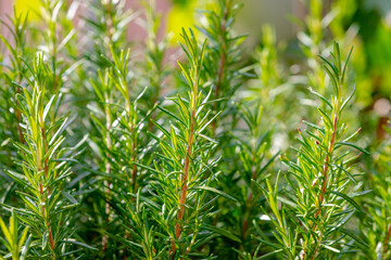 Selective focus of needle-like leaves of Rosemary, Rosmarinus officinalis or Salvia rosmarinus is a shrub with fragrant and evergreen, Fresh herb growing in the garden with soft sunlight background.