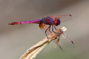 Maschio di Trithemis annulata