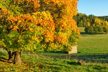 Autumnal landscape with a wooden hut, green grass and colorful trees. A beautiful day at Turku,...