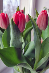 Bouquet of fresh tulips in a vase on the window.