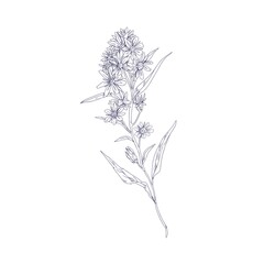 Outlined goldenrod, wild field flower. Botanical vintage drawing of medical floral plant. Herb of Solidago nemoralis. Detailed sketch of wildflower. Vector illustration isolated on white background