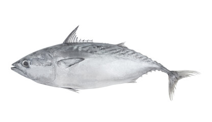 Whole tuna isolated on white background