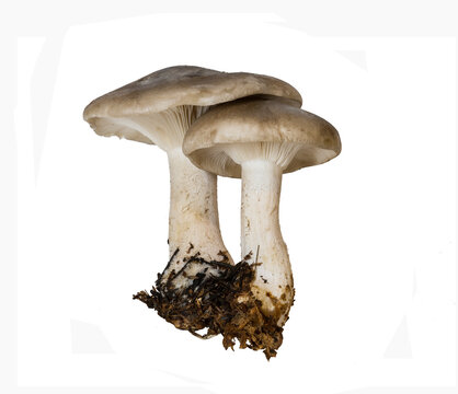 Two mushrooms ryadovka gray or govorushka dymchatayaon a white background isolated