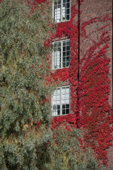 Color full red brick wall draped with red leaves in Stockholm