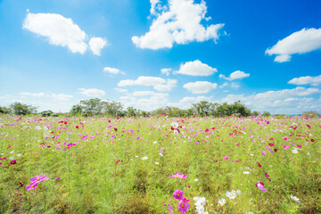 色鮮やかなコスモスと青空②