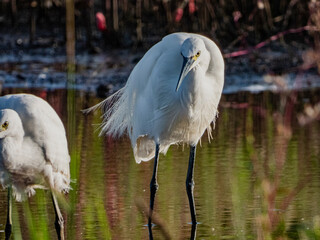 小牧山城の見える農業地域の自然
白鷺