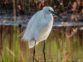 小牧山城の見える農業地域の自然
白鷺
