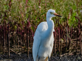 小牧山城の見える農業地域の自然
白鷺
