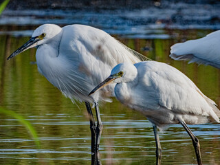 小牧山城の見える農業地域の自然
白鷺
