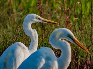 小牧山城の見える農業地域の自然
鳥の楽園
白鷺