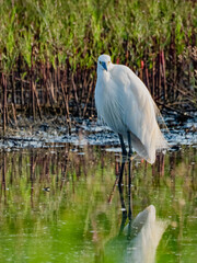 小牧山城の見える農業地域の自然
湿地帯の小