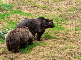 Fototapeta premium Bär