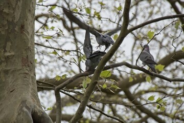 bird on a tree