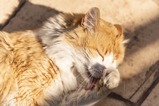 Norwegian forest cat grooming in the sun.