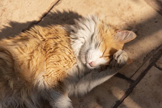 Norwegian forest cat grooming in the sun.