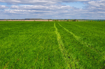 Fototapeta na wymiar Tractor wheel tracks on a wheat field. Winter wheat in early spring