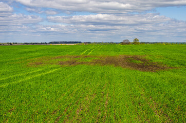 Winter wheat in early spring rotted out from excess moisture