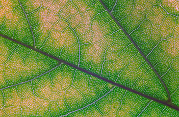 Naklejka na ściany i meble Abstract texture of a green leaf, close up image of leaf textures