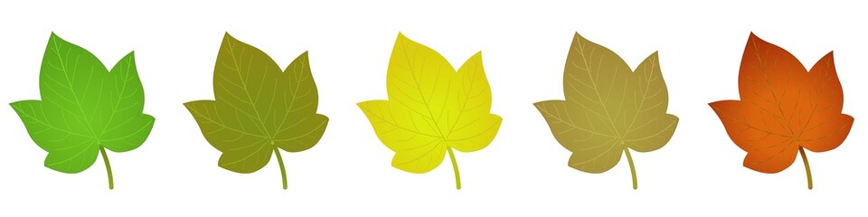 Feuilles de différentes couleurs en vecteur sur fond blanc