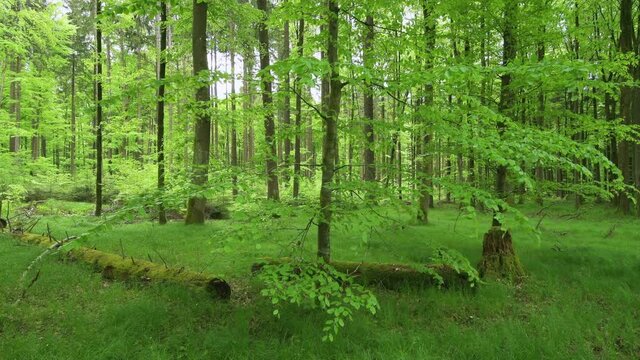 Beech tree forest in spring with fresh green leaves