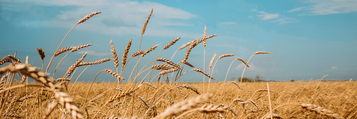 Field of ripe golden wheat against a cloudy sky © Irina_Evva
